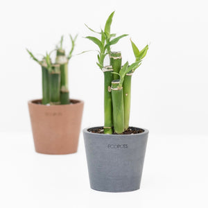 Lucky Bamboo (S) in Ecopots