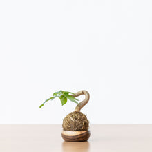 Load image into Gallery viewer, Bonsai Money Plant Kokedama