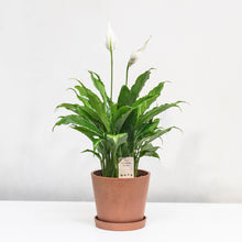 Load image into Gallery viewer, Peace Lily (M)