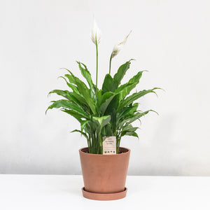 Peace Lily (M)