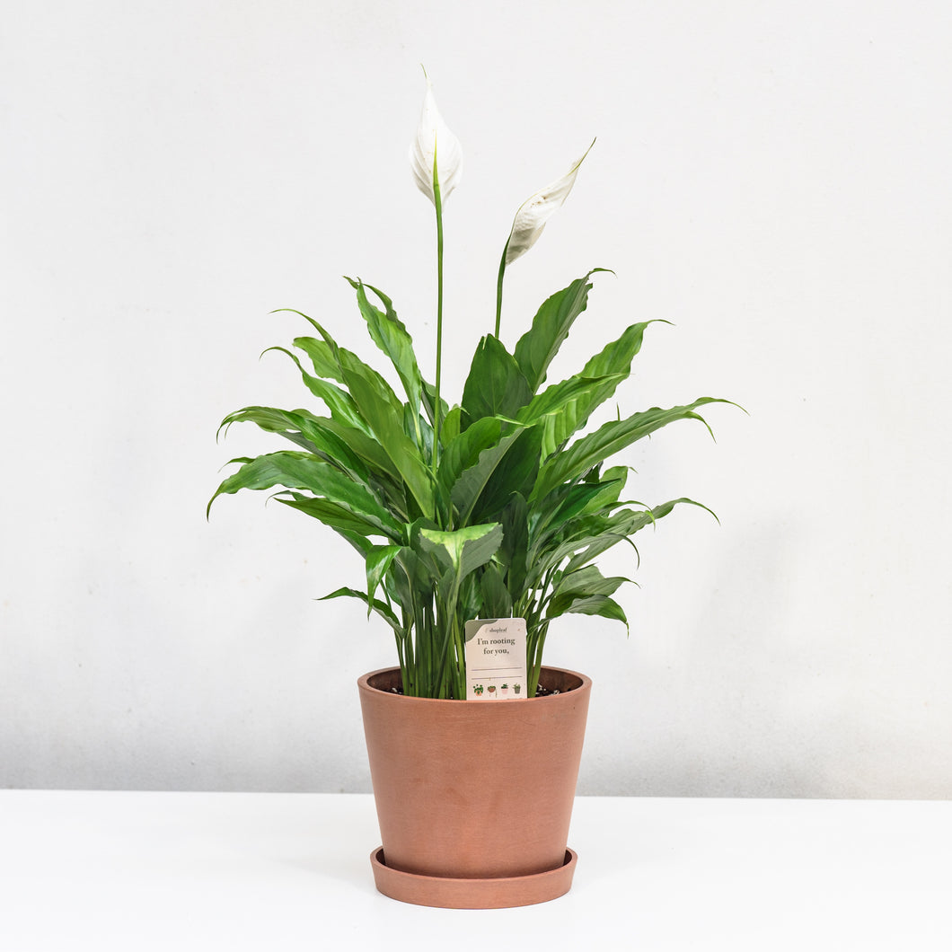 Peace Lily (M) in Ecopots