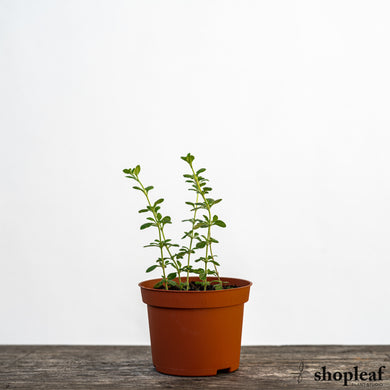 Italian Oregano