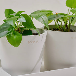Heartleaf Philodendron (S) in Ecopots