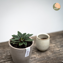 Load image into Gallery viewer, Peperomia Rosso (XS)
