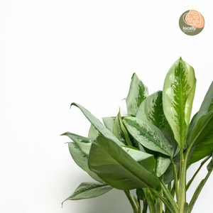 Aglaonema Silver Bay (L) in Ecopots