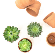 Succulent (XS)