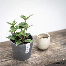 Load image into Gallery viewer, Peperomia puteolata (S) in Ecopots