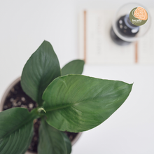Load image into Gallery viewer, Sensation Plant (S)