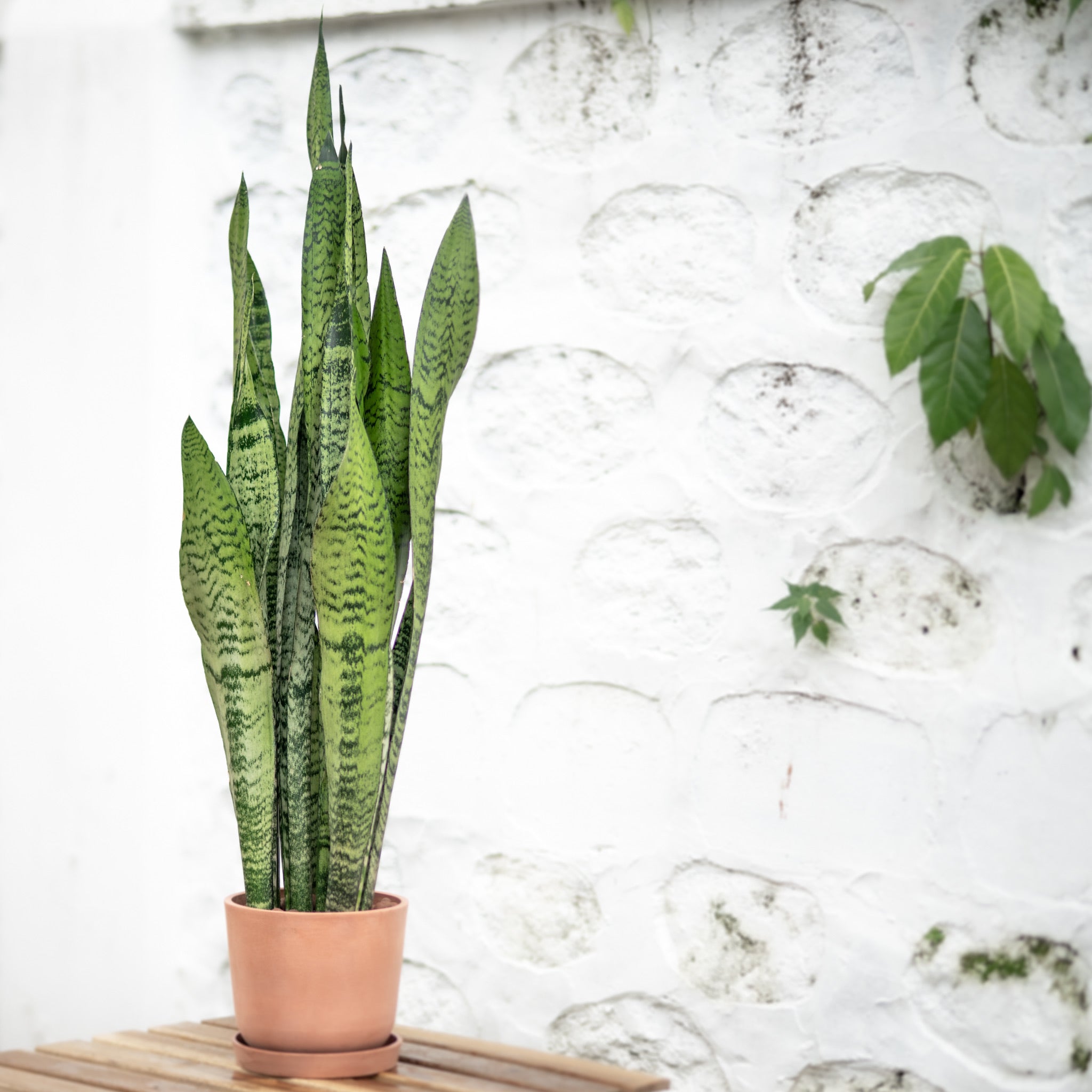 snake plant price philippines Green Snake Plant (L) in Ecopots