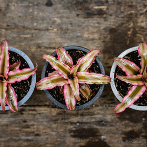 Cryptanthus Pink Starlight (XS)