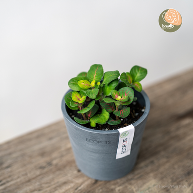 Fittonia Fortissimo (S) in Ecopots