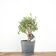 Load image into Gallery viewer, Olive Tree (M)