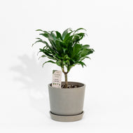 Dracaena Janet Craig (M) in Nursery Pot