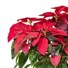 Load image into Gallery viewer, Poinsettia