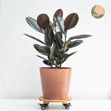 Load image into Gallery viewer, 3in1 Burgundy Rubber Tree (M) in Nursery Pot