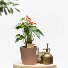 将图片加载到图库查看器，Red Anthurium (S)