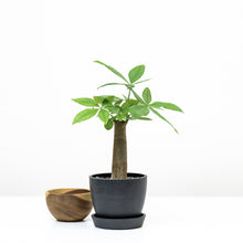 Load image into Gallery viewer, Bonsai Money Plant (S1)