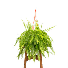 Load image into Gallery viewer, Boston Fern (L)