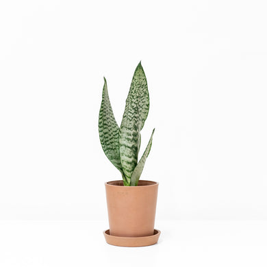 Sansevieria robusta (S)