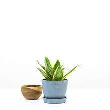Load image into Gallery viewer, Yellow Dwarf Sansevieria in Ecopots