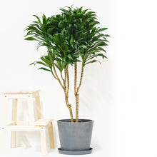 Load image into Gallery viewer, Dracaena Janet Craig (L1)