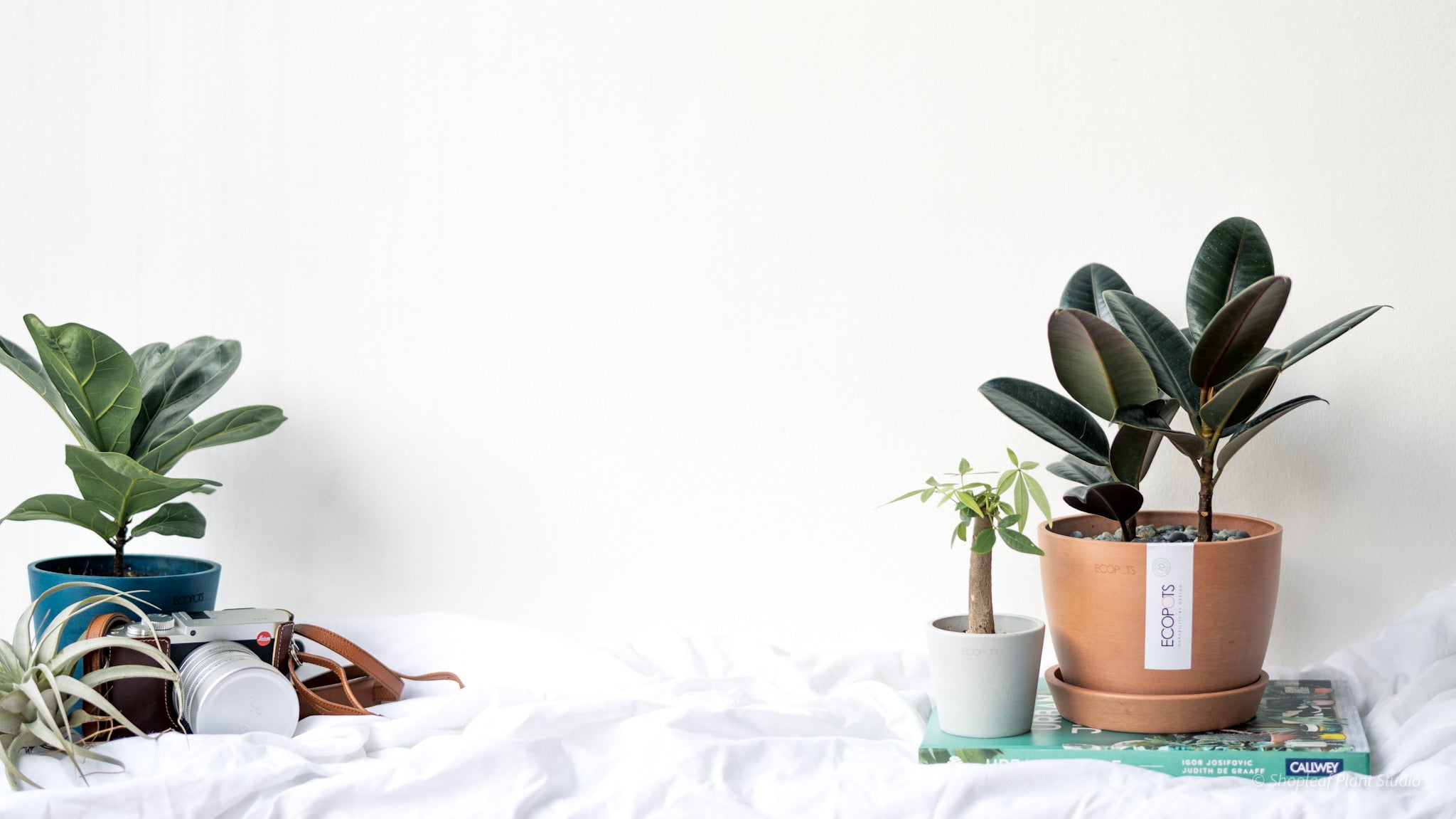 money plant price philippines Bonsai Money Plant (XS) in Ecopots – Shopleaf Plant Studio