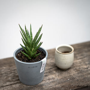 Sansevieria francisii (S) in Ecopots