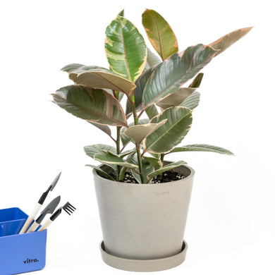 3in1 Rubber Tree ‘Ruby’ (S)