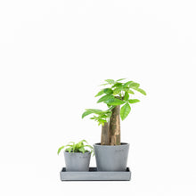 Load image into Gallery viewer, 2in1 Bonsai Money Plant (XS)
