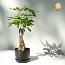 Load image into Gallery viewer, Braided Money Plant (M1) in Ecopots