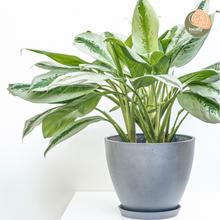 Load image into Gallery viewer, Aglaonema Silver Bay (L) in Ecopots