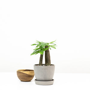 2in1 Bonsai Money Plant (XS)