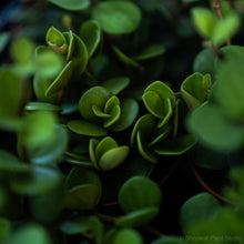 Load image into Gallery viewer, Peperomia Hope (S)