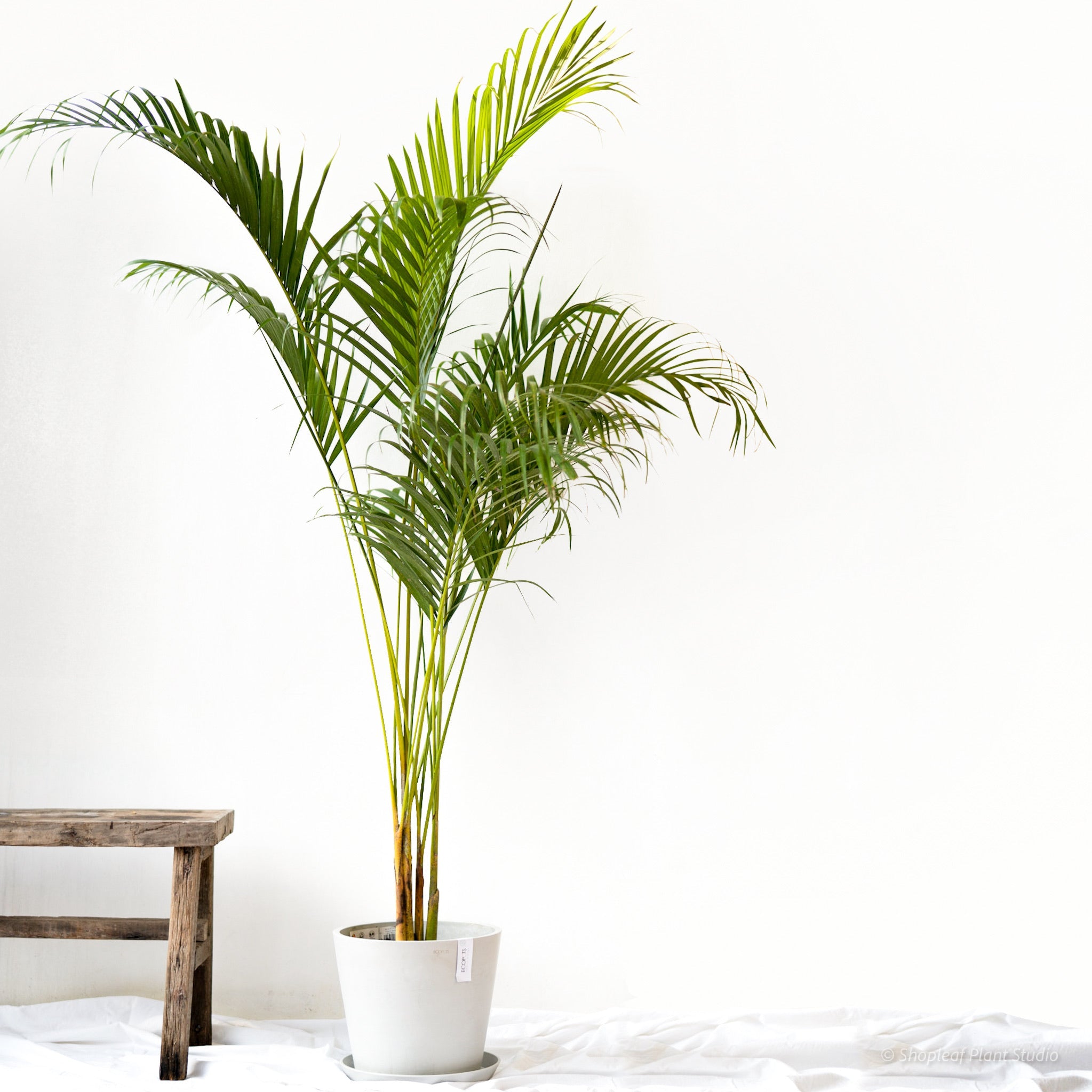 butterfly palm indoor plant Butterfly Palm (M2) in Ecopots – Shopleaf Plant Studio