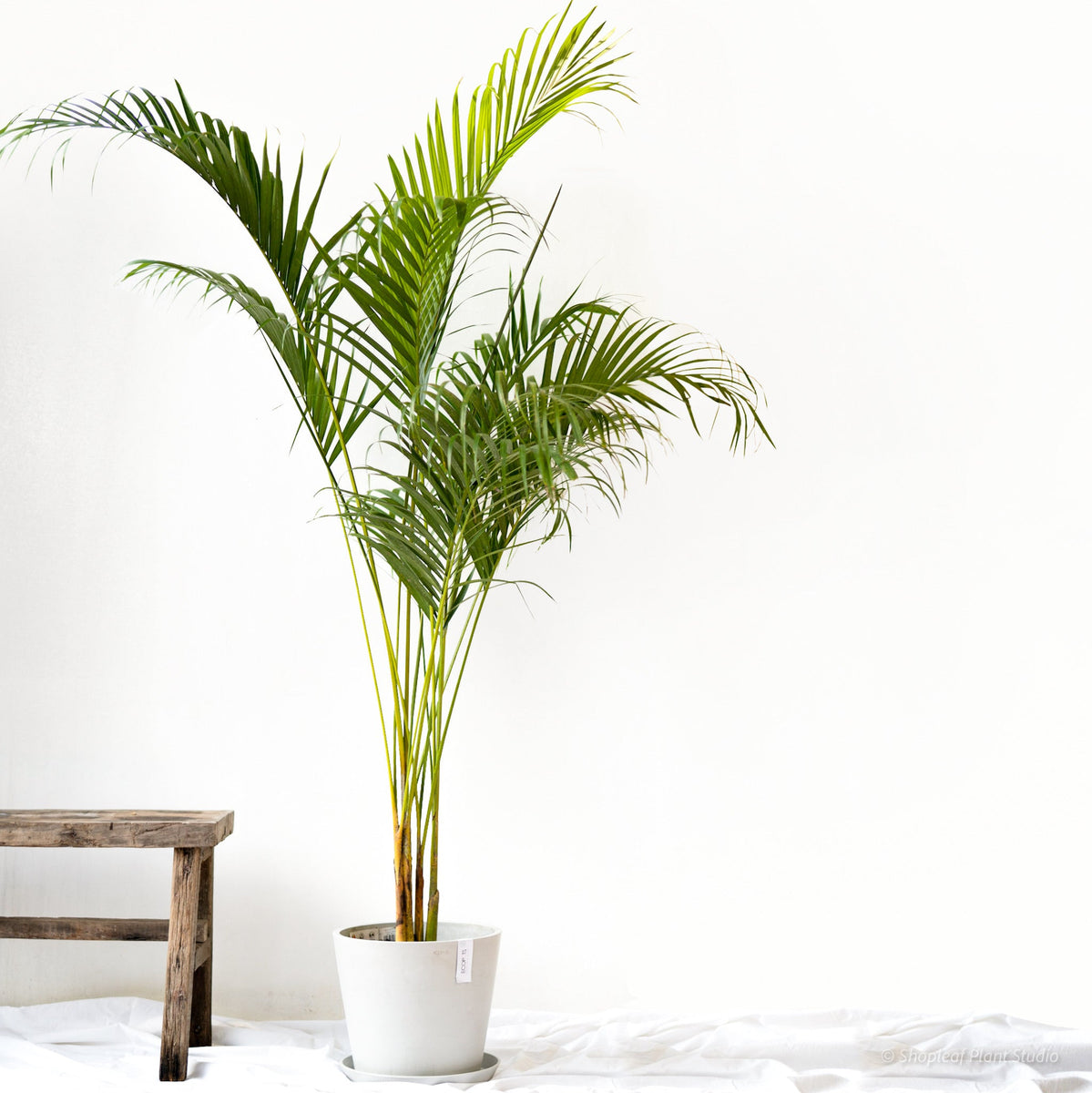 Butterfly Palm (M2) in Ecopots – Shopleaf Plant Studio