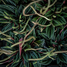 Load image into Gallery viewer, Peperomia Rosso (XS)
