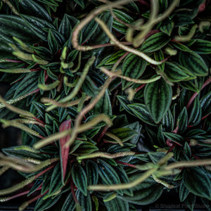 Peperomia Rosso (XS)