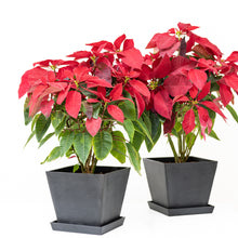Load image into Gallery viewer, Poinsettia