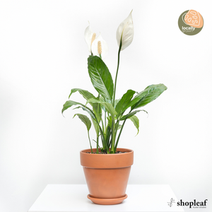 Peace Lily (M) in Ecopots