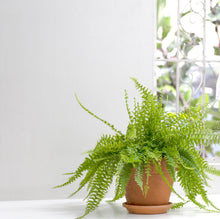 Load image into Gallery viewer, Boston Fern (L)