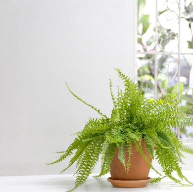 Boston Fern (L) in Nursery Pot