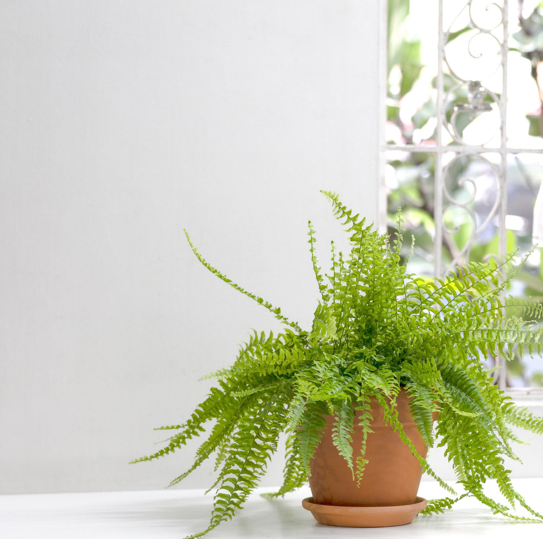 Boston Fern (L) in Nursery Pot