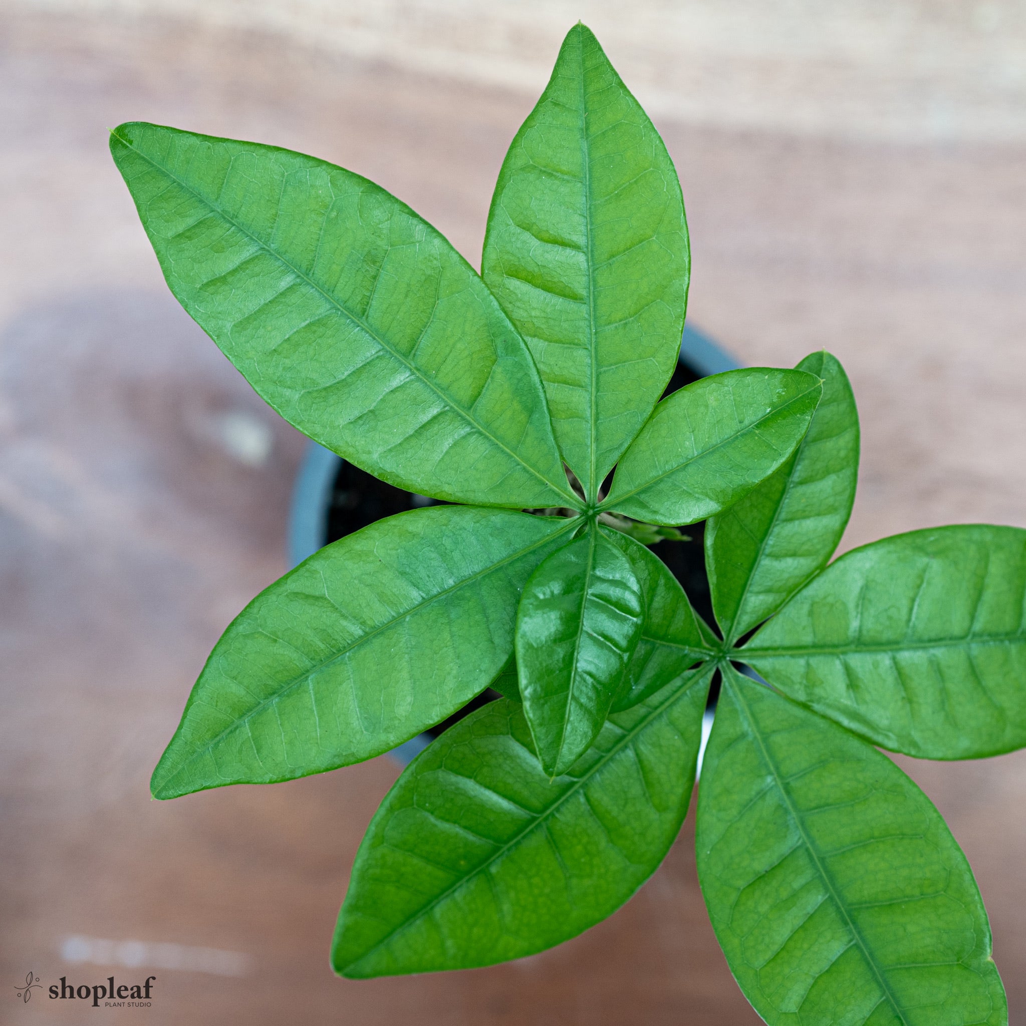 money tree plant price philippines Bonsai Money Plant (XS) in Ecopots – Shopleaf Plant Studio
