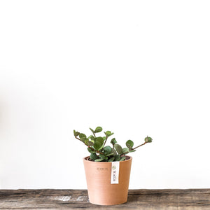Peperomia Hope (S)