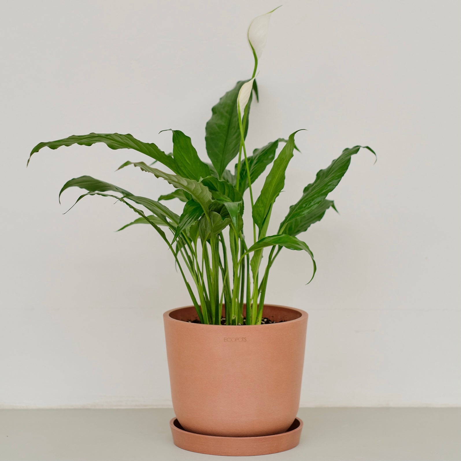 peace lily plant price philippines Peace Lily (M) in Ecopots – Shopleaf Plant Studio