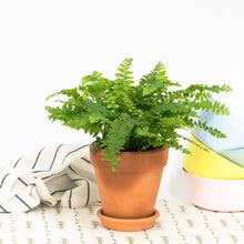 Load image into Gallery viewer, Miniature Fern (S)