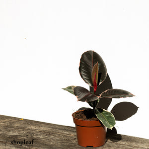 Rubber Tree ‘Ruby’ (S)