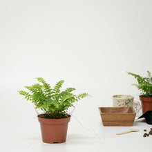 Load image into Gallery viewer, Miniature Fern (S)