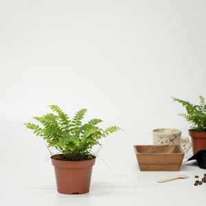 Miniature Fern (S)