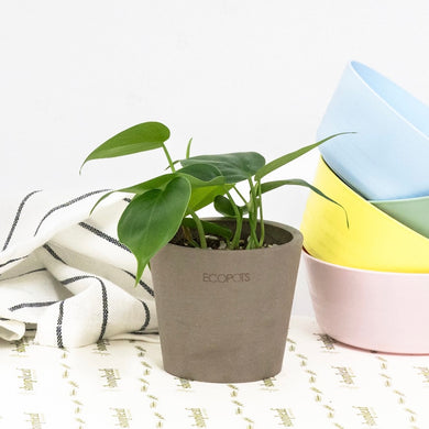 Heartleaf Philodendron (XS)
